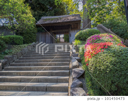 千葉県松戸市　つつじが咲く頃の戸定が丘歴史公園・茅葺門 101450473