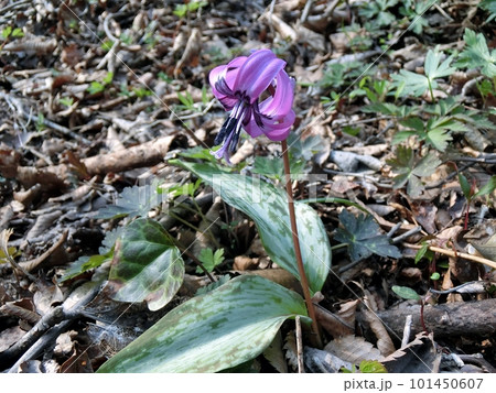 カタクリ（男鹿半島白糸の滝・4/4） 101450607