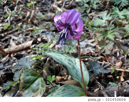 カタクリ(男鹿半島白糸の滝・4/4) カタクリ(男鹿半島白糸の滝・4/4) 101450608