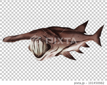 American paddlefish 101450982
