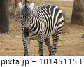 動物園のシマウマ 101451153