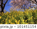 春の訪れを告げる菜の花 101451154