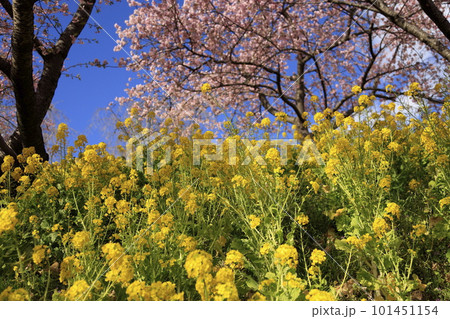 春の訪れを告げる菜の花 101451154