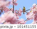 満開の桜の蜜を吸うメジロ 101451155