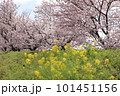 土手に咲く菜の花と桜 101451156