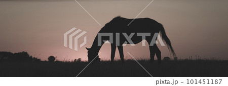 Horse silhouette at sunset, in the coutryside, La Pampa, Argentina. 101451187