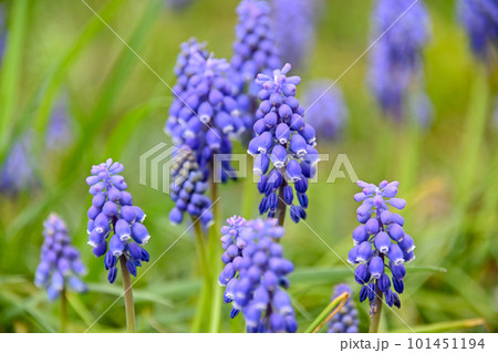青いムスカリの花 青いムスカリの花 101451194