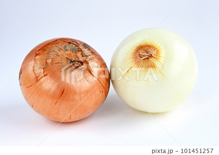 たまねぎ（サラたまちゃん） 101451257