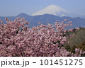 おおいゆめの里から見る富士山と河津桜 101451275