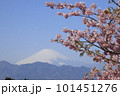 おおいゆめの里から見る富士山と河津桜 101451276