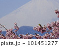 おおいゆめの里から見る富士山と河津桜とメジロ 101451277