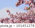おおいゆめの里から見る富士山と河津桜とメジロ 101451278