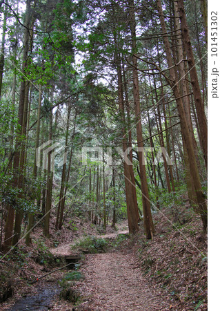 二上山駅から二上山の雄岳山頂への登山道 森林浴が楽しめる 二上山駅から二上山の雄岳山頂への登山道 森林浴が楽しめる 101451302