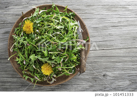 Dandelion plants 101451333