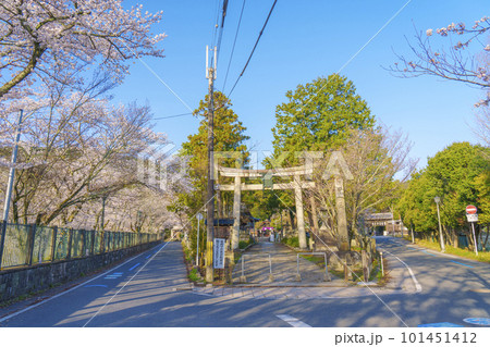 三尾神社 参道 石鳥居 桜咲く季節(滋賀県大津市園城寺町) 三尾神社 参道 石鳥居 桜咲く季節(滋賀県大津市園城寺町) 101451412