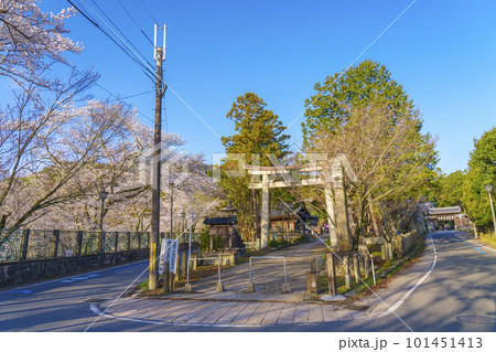 三尾神社 参道 石鳥居 桜咲く季節(滋賀県大津市園城寺町) 三尾神社 参道 石鳥居 桜咲く季節(滋賀県大津市園城寺町) 101451413