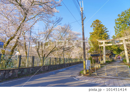 三尾神社 参道 石鳥居 桜咲く季節(滋賀県大津市園城寺町) 三尾神社 参道 石鳥居 桜咲く季節(滋賀県大津市園城寺町) 101451414