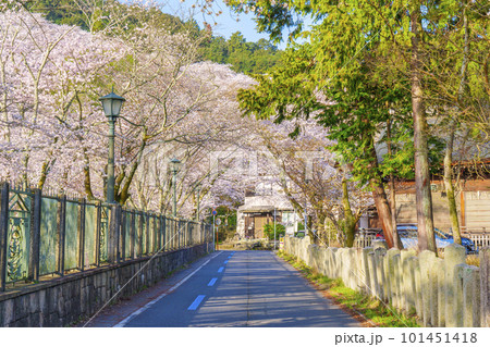 琵琶湖第一疏水をぐるっと一周する道路　桜のトンネル 101451418