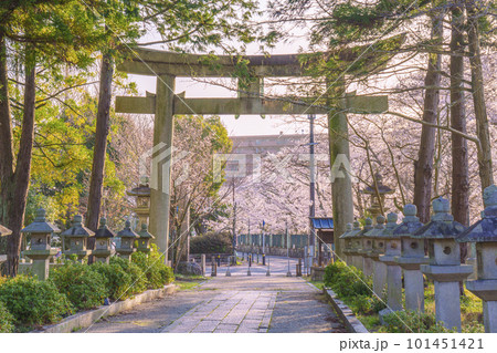 三尾神社 参道 石鳥居 桜咲く季節(滋賀県大津市) 三尾神社 参道 石鳥居 桜咲く季節(滋賀県大津市) 101451421
