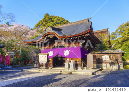 三尾神社(うさぎ神社)拝殿 満開の桜 -滋賀県大津市- 三尾神社(うさぎ神社)拝殿 満開の桜 -滋賀県大津市- 101451459