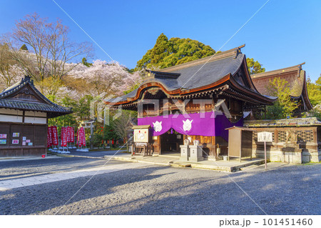 三尾神社(うさぎ神社)拝殿 満開の桜 -滋賀県大津市- 三尾神社(うさぎ神社)拝殿 満開の桜 -滋賀県大津市- 101451460