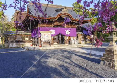 三尾神社（うさぎ神社）拝殿　枝垂れ桜　 -滋賀県大津市- 101451463