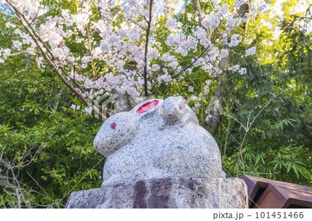 三尾神社の境内にある親子の兎像と満開の桜 -滋賀県大津市- 三尾神社の境内にある親子の兎像と満開の桜 -滋賀県大津市- 101451466