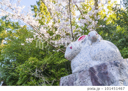 三尾神社の境内にある親子の兎像と満開の桜 -滋賀県大津市- 三尾神社の境内にある親子の兎像と満開の桜 -滋賀県大津市- 101451467