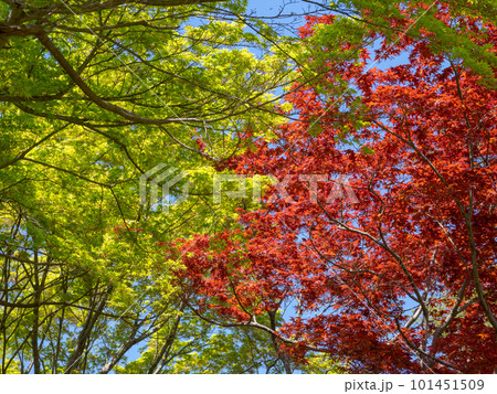 風薫る若葉の季節　新緑の青葉と春もみじの競演 101451509