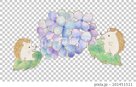 刺猬和繡球花 刺猬和繡球花 101451511