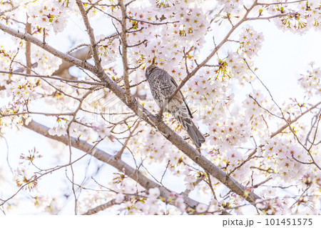 満開の桜の枝にとまるヒヨドリ 101451575