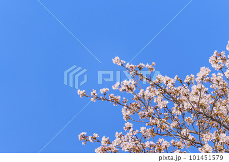 青空に映える桜 101451579