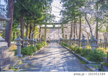 三尾神社 参道 石鳥居 桜咲く季節(滋賀県大津市) 三尾神社 参道 石鳥居 桜咲く季節(滋賀県大津市) 101451584