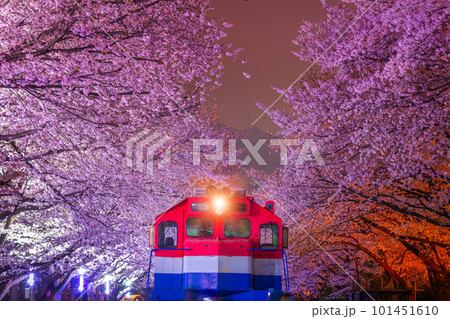 Cherry blossom in spring is the popular cherry blossom viewing spot, jinhae South Korea. Cherry blossom in spring is the popular cherry blossom viewing spot, jinhae South Korea. 101451610