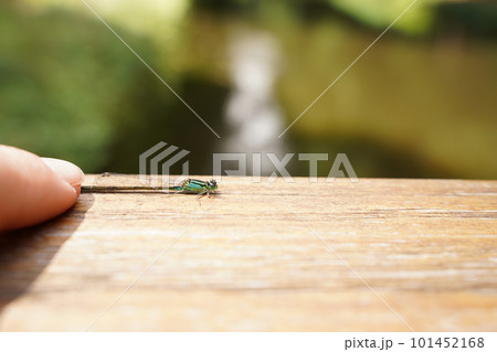 A woman's finger and a dragonfly on a wooden surface are close-ups against a blurred background. The concept of environmental conservation. Copy space for text. Selective focus 101452168