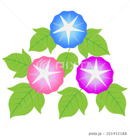 あさがお。朝顔。 あさがお。朝顔。 101452188