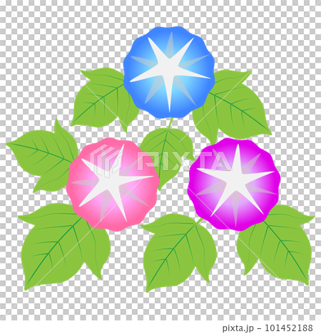 あさがお。朝顔。 あさがお。朝顔。 101452188