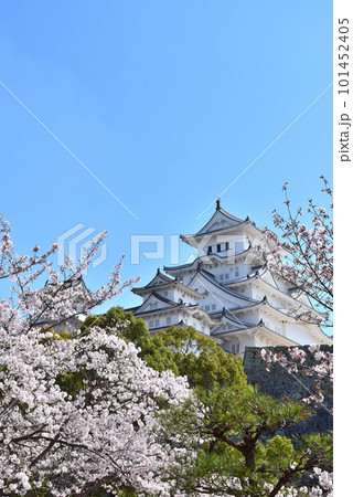 【兵庫】桜と姫路城。通称 白鷺城とも呼ばれ、白くて美しい立派なお城。かっこよく美しく素敵です。 101452405