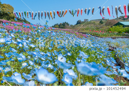 ネモフィラと芝桜とチューリップと鯉のぼり　【静岡県御前崎市】 101452494