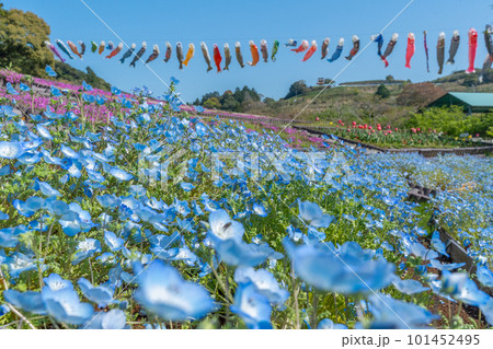 ネモフィラと芝桜とチューリップと鯉のぼり　【静岡県御前崎市】 101452495