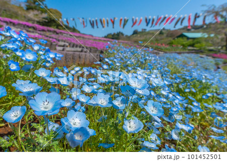 ネモフィラと芝桜とチューリップと鯉のぼり 【静岡県御前崎市】 ネモフィラと芝桜とチューリップと鯉のぼり 【静岡県御前崎市】 101452501