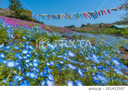 ネモフィラと芝桜とチューリップと鯉のぼり　【静岡県御前崎市】 101452507