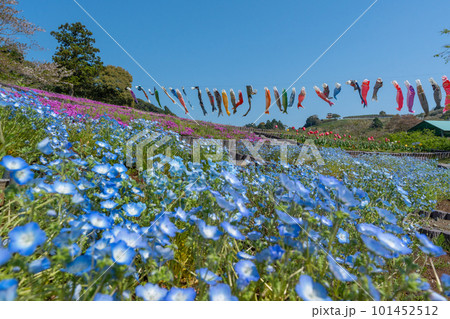 ネモフィラと芝桜とチューリップと鯉のぼり 【静岡県御前崎市】 ネモフィラと芝桜とチューリップと鯉のぼり 【静岡県御前崎市】 101452512