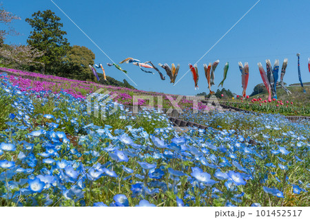 ネモフィラと芝桜とチューリップと鯉のぼり 【静岡県御前崎市】 ネモフィラと芝桜とチューリップと鯉のぼり 【静岡県御前崎市】 101452517