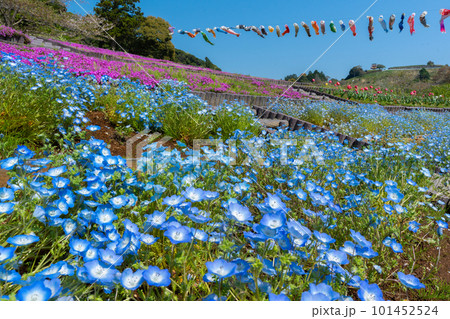 ネモフィラと芝桜とチューリップと鯉のぼり 【静岡県御前崎市】 ネモフィラと芝桜とチューリップと鯉のぼり 【静岡県御前崎市】 101452524