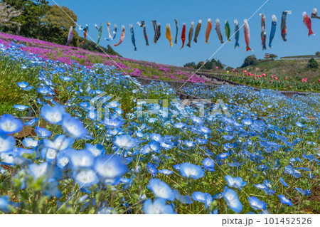 ネモフィラと芝桜とチューリップと鯉のぼり 【静岡県御前崎市】 ネモフィラと芝桜とチューリップと鯉のぼり 【静岡県御前崎市】 101452526