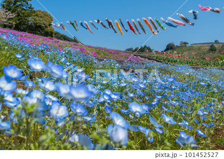 ネモフィラと芝桜とチューリップと鯉のぼり　【静岡県御前崎市】 101452527