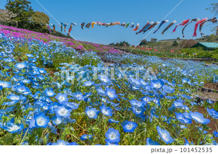 ネモフィラと芝桜とチューリップと鯉のぼり　【静岡県御前崎市】 101452535