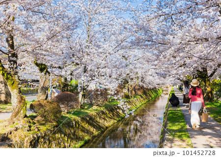 春の京都　桜満開の哲学の道 101452728