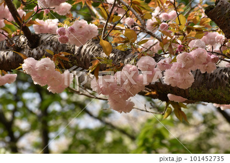 新緑を背景に咲く八重桜 新緑を背景に咲く八重桜 101452735